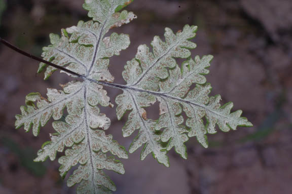 Notholaena californica D.C.Eaton ssp.californica